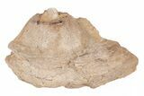 Fossil Mosasaur Jaw Section - Kansas #218801-1